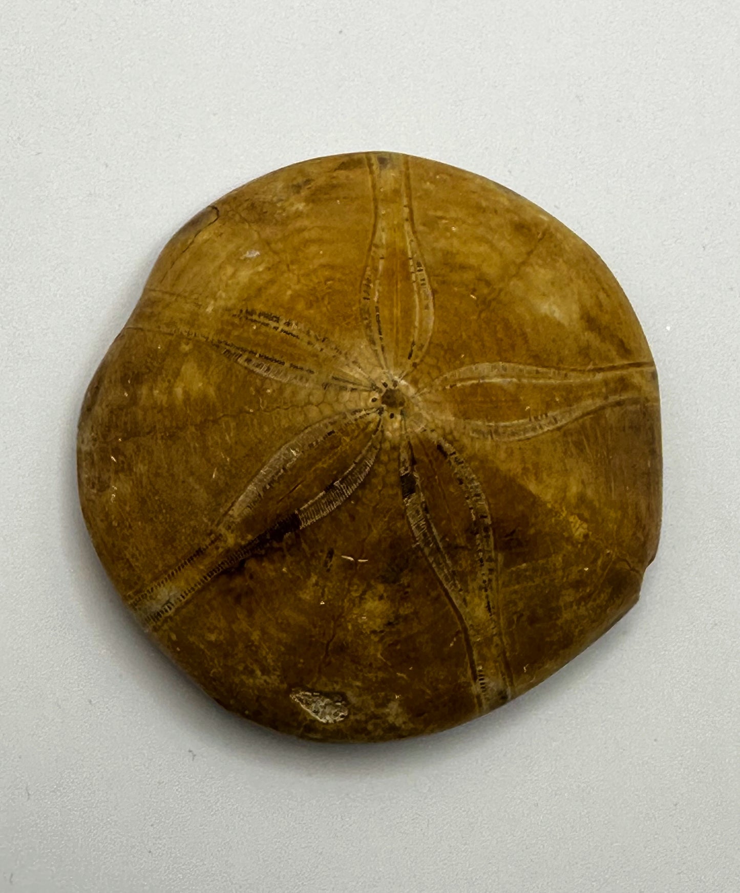 Sand Dollar Fossil