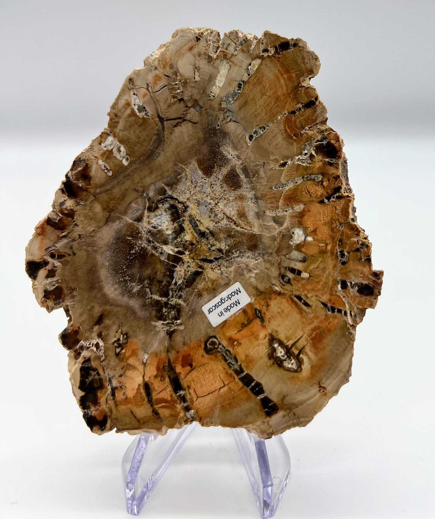 Petrified Wood