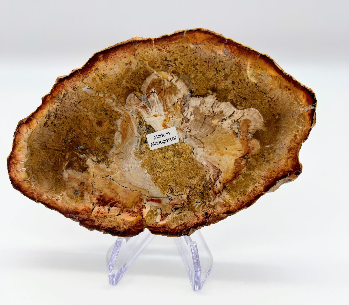 Petrified Wood