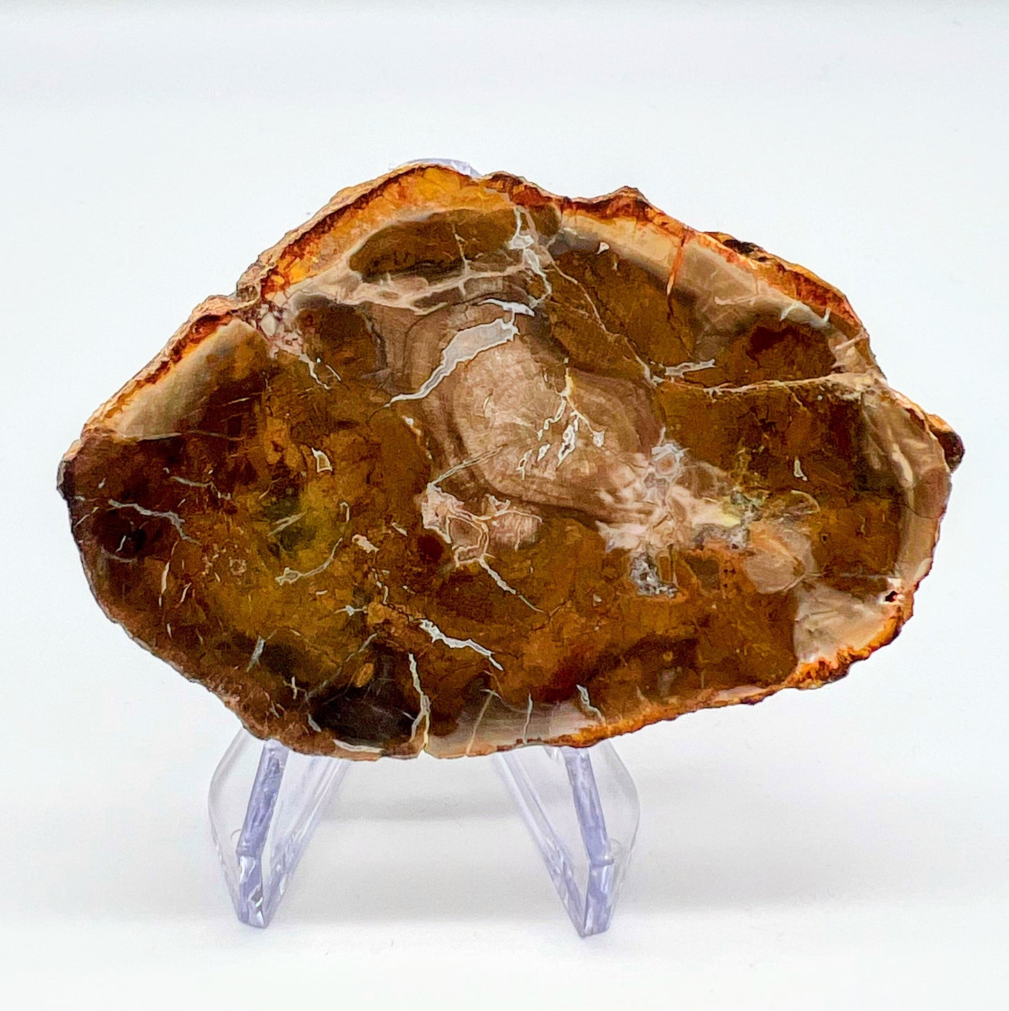 Petrified Wood