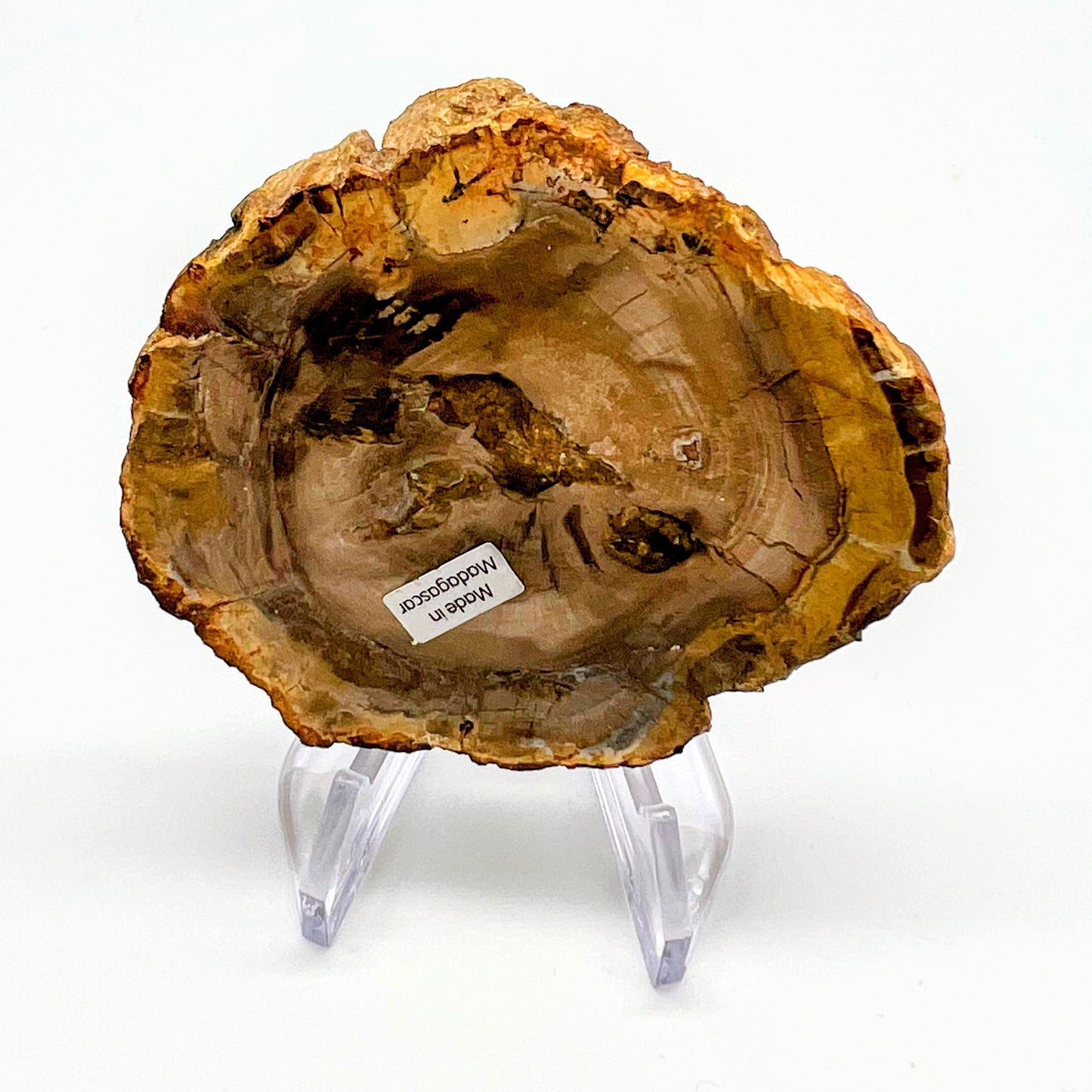 Petrified Wood
