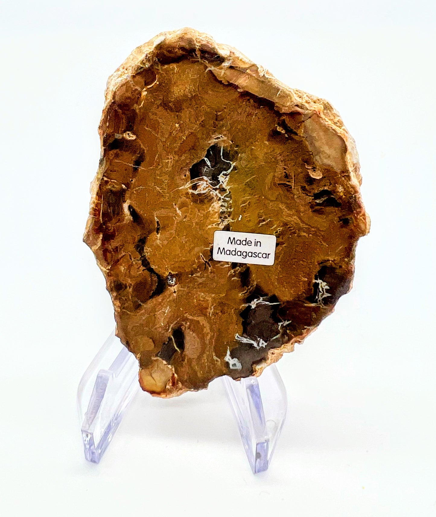 Petrified Wood