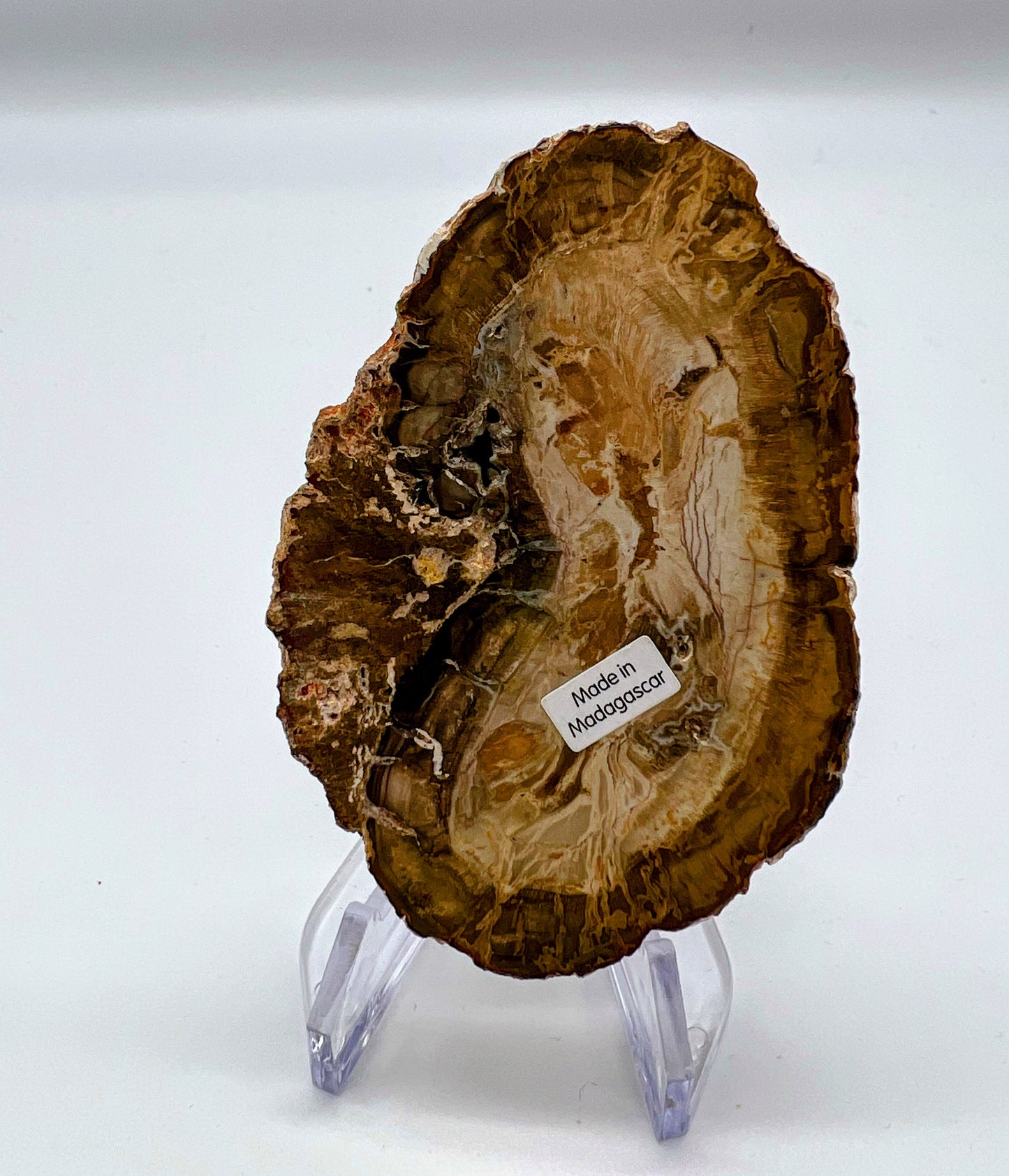 Petrified Wood