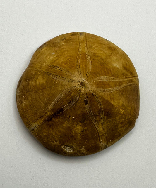 Sand Dollar Fossil